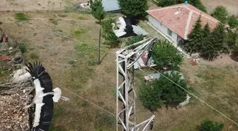 Kırıkkale'de Jandarma Ekipleri Leyleklerin Korunması İçin Çalışmalarını Sürdürüyor