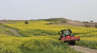 Samsun Havza'da Kanola Tarlaları Sarıya Büründü