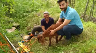 Tunceli'de kuyuya düşen oğlak kurtarıldı