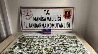 Manisa'da mısır tarlasında 550 kök kenevir ele geçirildi