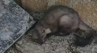 Muğla'da evlerin arasında bulunan kaya sansarı doğaya bırakıldı