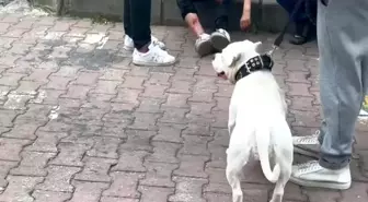 Kağıthane'de mezarlıkta başıboş köpek çocuğu ısırdı