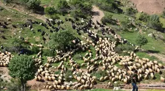 Göçerler Yaz Yaylalarına Göç Etmeye Başladı