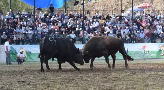 Yusufeli Geleneksel Derekapı Boğa Güreşleri Son Buldu