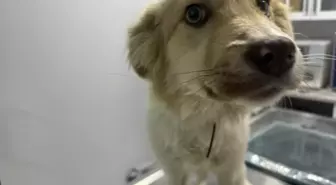 Yaralı Köpek Tedavi Edildi ve Sahiplendirildi