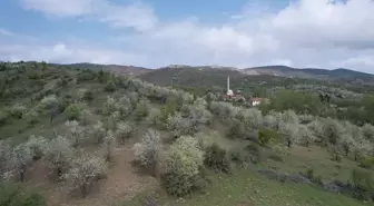 Ankara'da kaybolan büyükbaş hayvanlar dronla bulundu