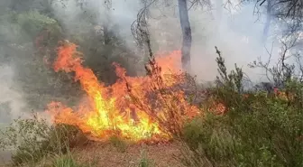 Hatay'ın Yayladağı ilçesinde ormanlık alanda çıkan yangın söndürüldü