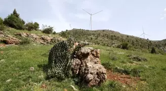 Kayseri'de Sınıf Öğretmeni, Türkiye'deki 380 Kuş Türünü Kayıt Altına Aldı