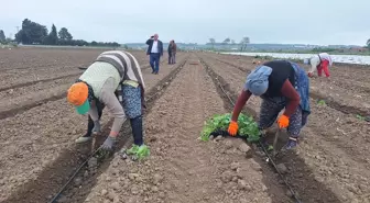 Bafra Ovası'nda Kavun Fideleri Toprakla Buluştu