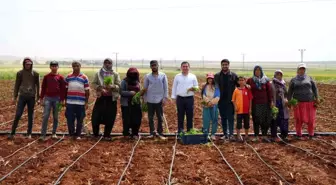 Kilis'te Tarım İşçileri 1 Mayıs'ta Üretim Yaparak Ekonomiye Katkı Sunuyor