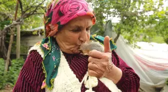 Hakkari'de bulunan sincap yavruları ailenin ilgi odağı oldu