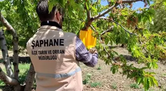 Şaphane'de Kiraz Sineği ile Mücadele Çalışmaları