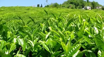 ÇAYKUR 2024 yaş çay kampanyasını başlatıyor