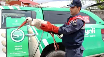 Ağrı'da Yaralı Halde Bulunan Leylek Tedavi Altına Alındı