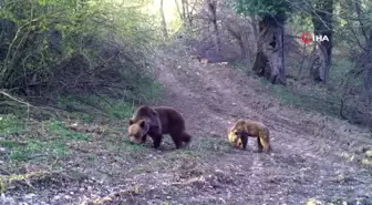 Bozayı ve yavrusunun yemek arayışı fotokapanla görüntülendi