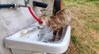 Hatay'da musluktan su içen kedi gülümsetti