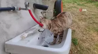 Çeşmeden su içen kedi 'Yıldız' gülümsetti