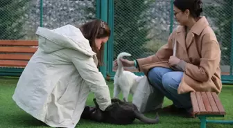 Kocasinan Belediyesi'nin 'Küçük Dostlar Kedi Kasabası'na Yoğun İlgi