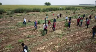 Şanlıurfa'da Soğan Hasadı Başladı