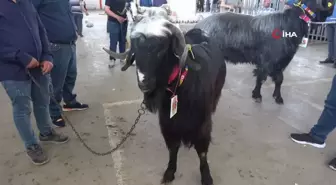 Burdur'da Teke ve Koçların Güzellik Yarışması Renkli Görüntülere Sahne Oldu