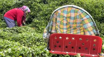 Doğu Karadeniz'de 2024 Yılı Çay Sezonu Başladı