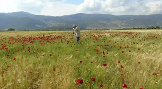 Gaziantep'te Baharın Renkleri: Gelincikler Tarlalarda Açtı