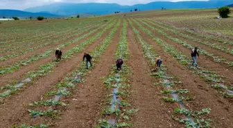 Osmaneli Karpuzu Üreticileri Fide Ekimlerine Devam Ediyor