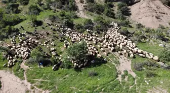 Şırnak'ta Göçer Hayvancılarının Zorlu Yolculuğu Başladı