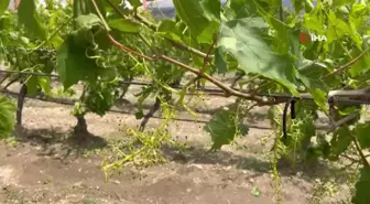 Denizli'de dolu yağışı üzüm bağlarını vurdu