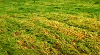 Diyarbakır'ın Hazro ilçesinde dolu ve sağanak yağış tarım alanlarını vurdu