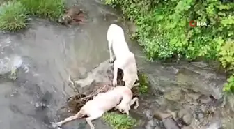 Sokak köpekleri ahırdaki hayvanları telef etti