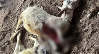 Sokak köpekleri Rize'nin Ardeşen ilçesinde hayvanları telef ediyor