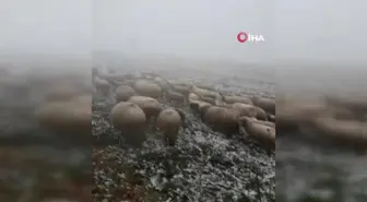 Tokat'ta mayıs karı yaylayı beyaza bürüdü