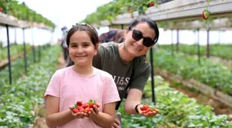 Kahramanmaraş'ta Üretilen Çilekler Seralarda Toplanıyor