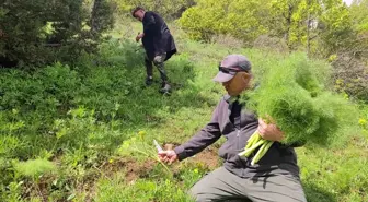 Bitlis'te keledoş yapımında kullanılan heliz otu toplanmaya başlandı