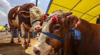 Kurban vekaleti nasıl verilir? Vekalet yoluyla kurban kesilir mi?