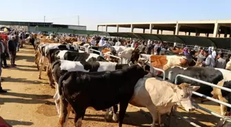 Vekaleten kurban bağışı nedir, nasıl yapılır? 2024 kurbanlık fiyatları ne kadar?