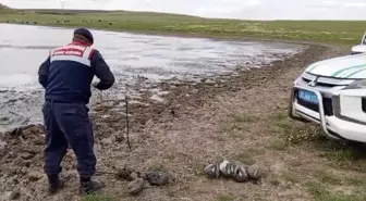 Edirne Jandarma Komutanlığı, kaçak avcıların gölete bıraktığı maket ördekleri topladı