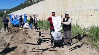 Kastamonu'da Dron ile Çeltik Ekimi Yapıldı