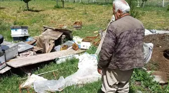 Çankırı'da Ayı Arı Kovanlarını Parçaladı