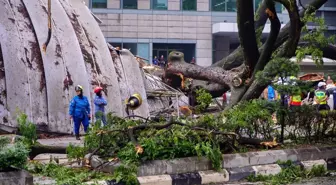 Kuala Lumpur'da Dev Ağaç Devrildi: 1 Ölü, 2 Yaralı