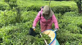 Doğu Karadeniz Bölgesi'nde Çay Kesme Motorlarına İlgi Artıyor