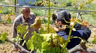 Kütahya'da Zirai Don Olayı Sonrası Hasar Tespit Çalışmaları Devam Ediyor