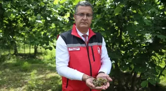 Ordu'da Fındık Üreticileri Bahçelerini İlaçlıyor