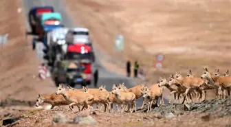 Hamile Tibet Antilopları Hoh Xil'e Göç Etmeye Başladı