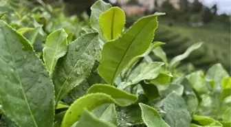 Yaş çay taban fiyatı açıklandı mı 2024?