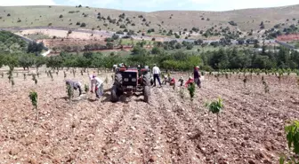 Kahramanmaraş'ta işçi bulamayan yaşlı adam, bahçe işlerini kendisi yapıyor