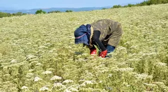 Denizli'de Kekik Üreticileri Hayal Kırıklığı Yaşıyor