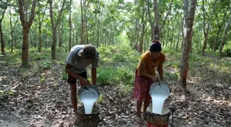 Myanmar'da Kauçuk Üretimi İhracat Hedeflerini Aşıyor