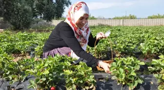 İl Milli Eğitim Müdürü Fazilet Durmuş, Silifke'de çilek hasadına katıldı